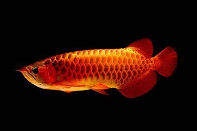 紅龍魚(yú)顏色變淺了怎么辦：紅龍魚(yú)的顏色變淺了怎么辦