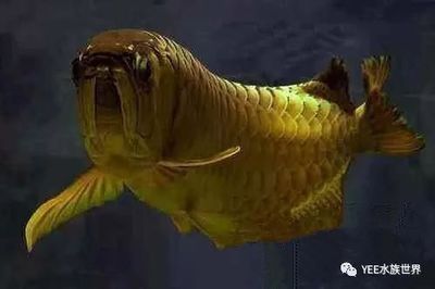 龍魚頭朝上尾朝下水面：龍魚在水面上的行為可能因個體差異而不同但通常表現為頭朝上尾朝下