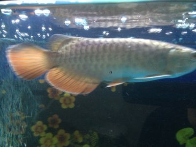 龍魚頭朝上尾朝下水面：龍魚在水面上的行為可能因個體差異而不同但通常表現為頭朝上尾朝下