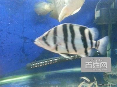 廣州龍魚網