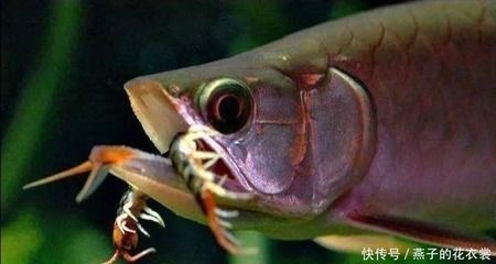 龍魚喂食蜈蚣給龍魚有一定的效果，龍魚喂食蜈蚣有一定的效果：龍魚喂食蜈蚣可以促進龍魚發色嗎
