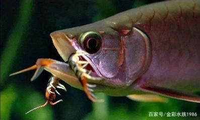 龍魚喂食蜈蚣給龍魚有一定的效果，龍魚喂食蜈蚣有一定的效果：龍魚喂食蜈蚣可以促進龍魚發色嗎