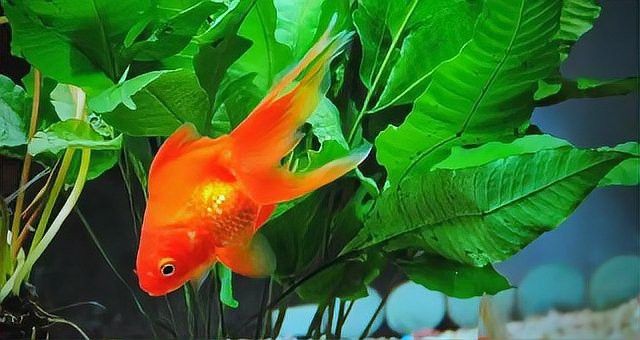 龍魚充血期間需要加鹽嗎？ 龍魚充血期間需要加鹽嗎？ 龍魚百科 第6張