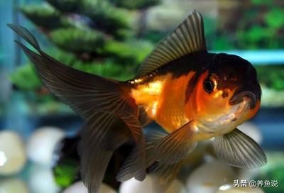龍魚和金魚的區別是什么：龍魚與金魚在外形、習性等方面存在顯著差異，這些區別使它們顯著