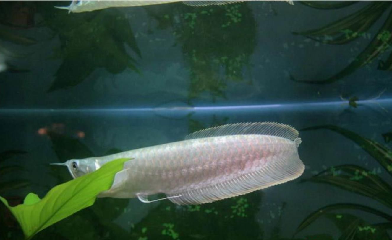 國內(nèi)有龍魚繁殖成功的嗎知乎：國內(nèi)首例龍魚繁殖成功案例龍魚繁殖成功案例龍魚繁殖案例