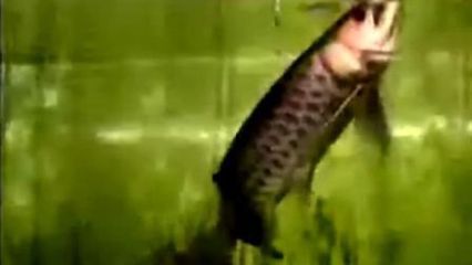 國內(nèi)有龍魚繁殖成功的嗎知乎：國內(nèi)首例龍魚繁殖成功案例龍魚繁殖成功案例龍魚繁殖案例