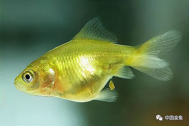 如何判斷金箔鱗紅龍魚是否開始發色？