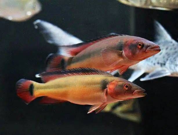 胭脂孔雀龍魚壽命（“胭脂孔雀龍魚壽命”的直接答案可以嘗試通過以下渠道獲取信息）