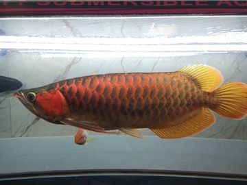 金龍魚紅尾巴：紅尾巴金龍魚是一種怎樣的淡水觀賞魚？