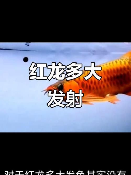 紅龍魚的發色過程變化圖