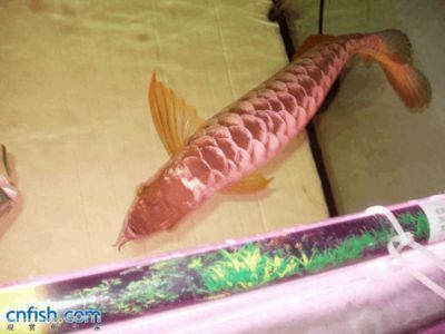 六角龍魚能用手抓嗎：六角龍魚可以用手抓嗎