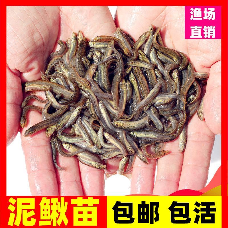養(yǎng)龍魚喂什么餌料好一點：養(yǎng)龍魚時應考慮使用動物餌料，龍魚餌料保存方法