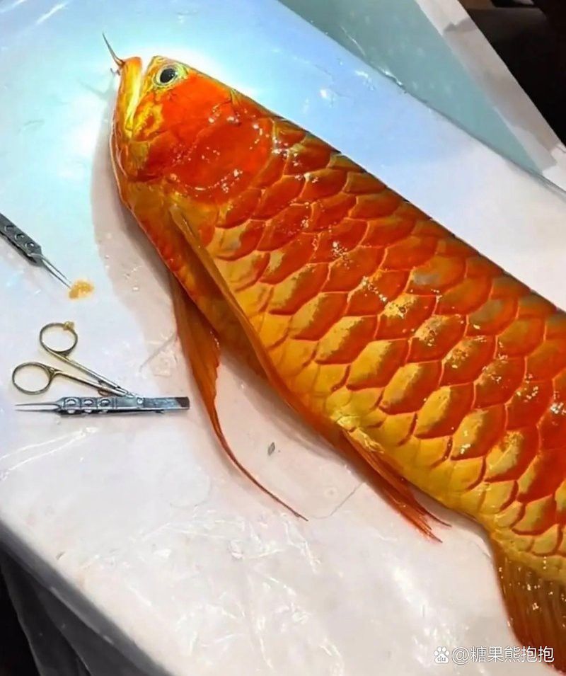 掉眼龍魚可以買嗎多少錢