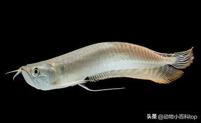 銀龍魚身體部位都叫什么（銀龍魚的身體各部位的名稱和簡(jiǎn)要描述）