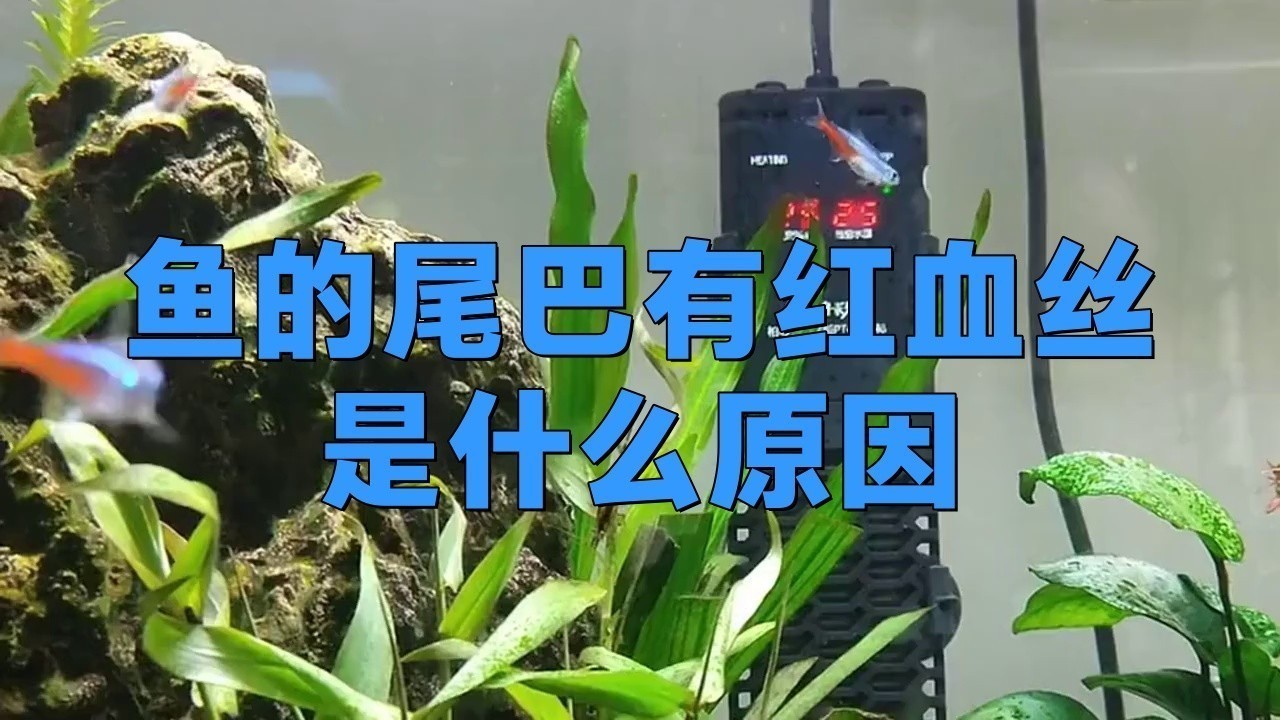 如何預(yù)防龍魚尾鰭充血？