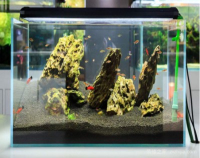 紅龍魚年齡怎么看品相圖解大全（紅龍魚年齡怎么看品相圖解大全視頻）