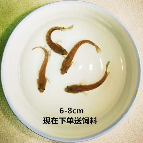給我一些珍珠赤雷龍的圖片欣賞