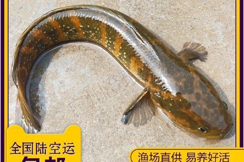 給我一些珍珠赤雷龍的圖片欣賞
