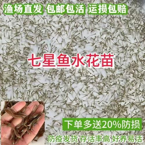 給我一些珍珠赤雷龍的圖片欣賞