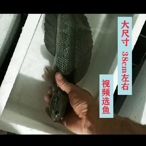 給我一些珍珠赤雷龍的圖片欣賞