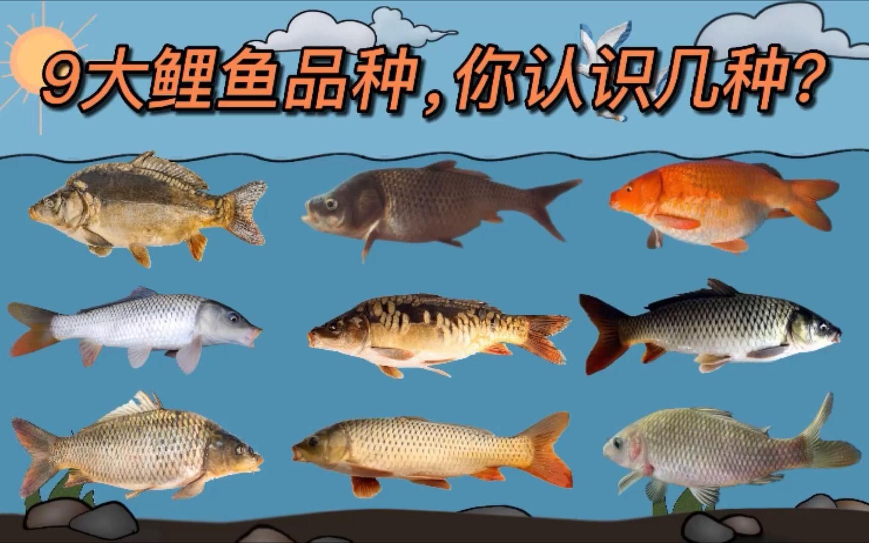 鯉魚最建議買的三個品種