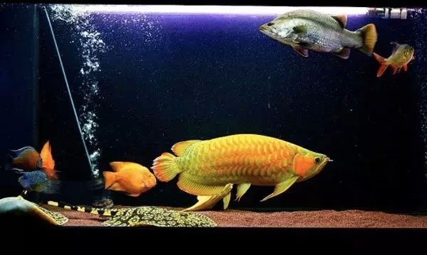 龍魚燈用什么顏色好看龍魚燈用什么顏色好看：紅龍魚燈用什么顏色好看龍魚燈用什么顏色好看
