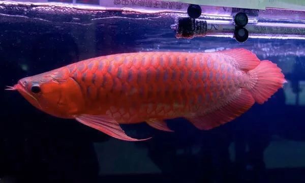 龍魚燈用什么顏色好看龍魚燈用什么顏色好看：紅龍魚燈用什么顏色好看龍魚燈用什么顏色好看