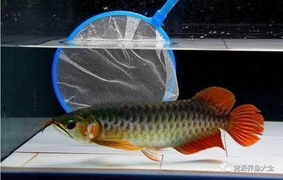 龍魚的過濾系統有哪些：如何選擇適合的龍魚過濾系統