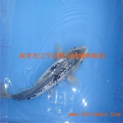 龍魚苗怎么選品種：選擇龍魚苗時需要考慮品種、體型、發育情況、年齡等