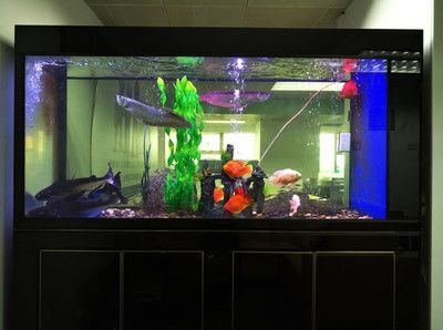 二手魚缸低價出售贈龍魚怎么樣：二手魚缸低價出售贈龍魚怎么樣二手魚缸低價出售贈龍魚