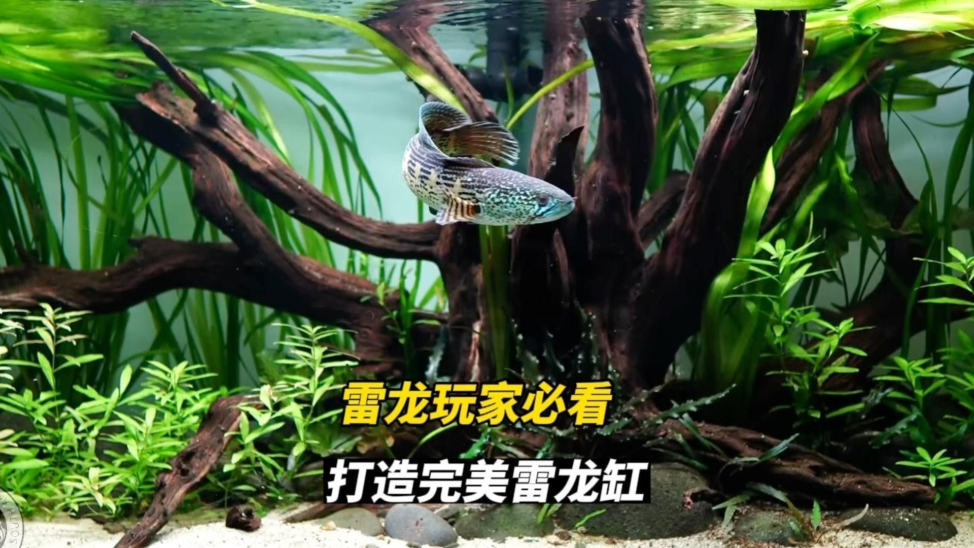 如何設置鬼王雷龍的魚缸環境？