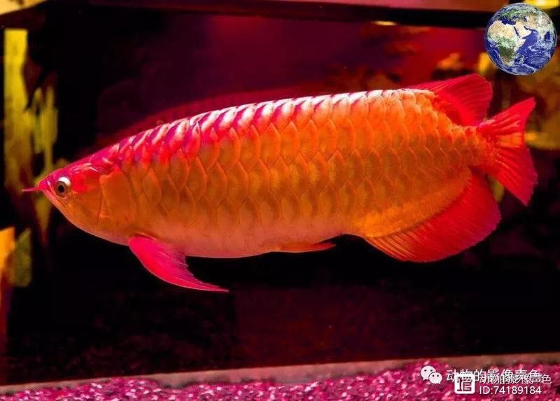血紅龍魚多少錢一只幼崽