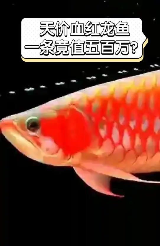 血紅龍魚多少錢一只幼崽
