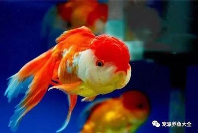 龍魚和金魚的區別，龍魚與金魚的區別
