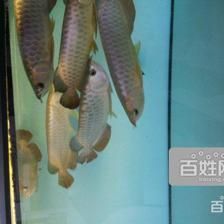 養三條龍魚的寓意：養三條龍魚在風水上被認為是吉祥的象征，具有帶來好運和財富的潛力