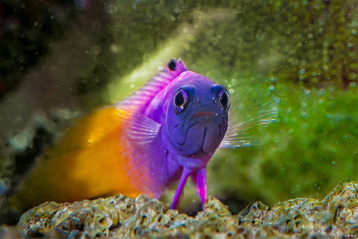 龍魚換缸最忌三種行為