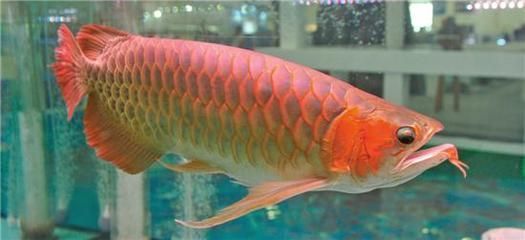 紅龍魚顏色發(fā)黃怎么回事兒（紅龍魚不紅發(fā)黃為什么不紅而是黃黃的七鰭也發(fā)黃怎么回事）