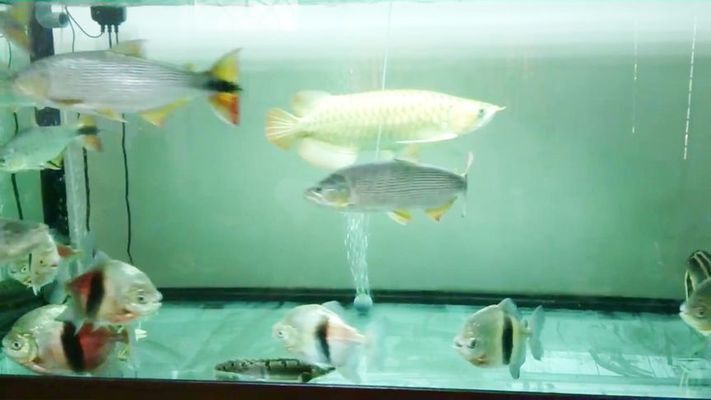 黃金河虎和龍魚混養好嗎：黃金河虎魚和龍魚可以混養嗎