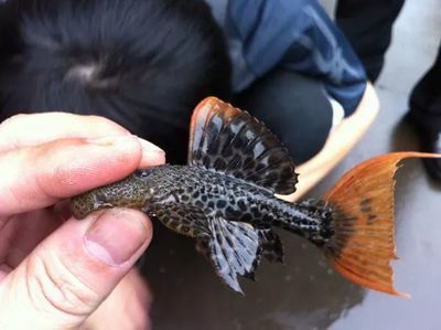 龍魚的主要特征和常見種類？：紅燒龍魚的烹飪技巧分析龍魚烹飪技巧分析龍魚烹飪方法