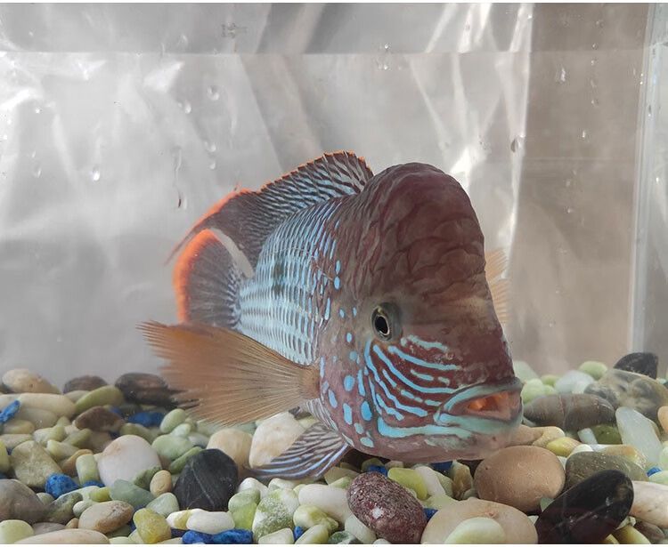 龍魚經(jīng)常跳缸正常嗎：龍魚為什么會(huì)跳缸？