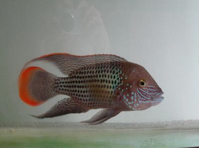 龍魚經(jīng)常跳缸正常嗎：龍魚為什么會(huì)跳缸？