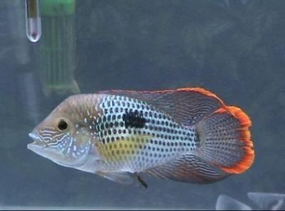 龍魚經(jīng)常跳缸正常嗎：龍魚為什么會(huì)跳缸？