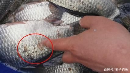 龍魚鱗掉了多久恢復正常:龍魚鱗片掉了多久恢復正常 龍魚百科 第2張 龍魚鱗掉了多久恢復正常:龍魚鱗片掉了多久恢復正常 龍魚鱗掉了多久恢復正常:龍魚鱗片掉了多久恢復正常 龍魚百科 第2張