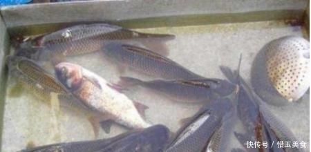 龍魚鱗掉了多久恢復正常：龍魚鱗片掉了多久恢復正常 龍魚鱗掉了多久恢復正常：龍魚鱗片掉了多久恢復正常 龍魚百科 第3張