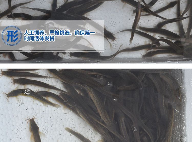 龍魚能吃泥鰍頭嗎