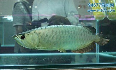 最貴的銀龍魚（最貴的銀龍魚價格因品種、顏色等多種因素而異）