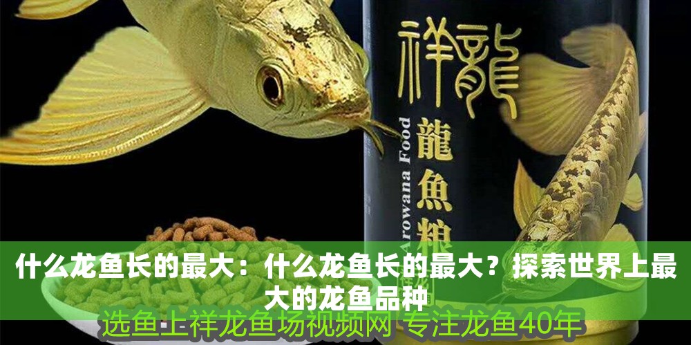 什么龍魚長的最大：什么龍魚長的最大？探索世界上最大的龍魚品種