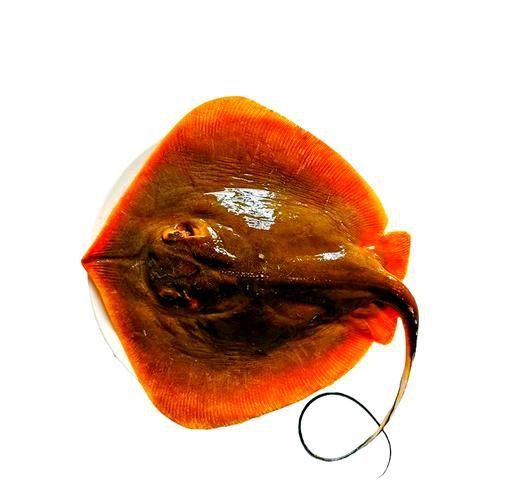 樂清鰩魚圖片