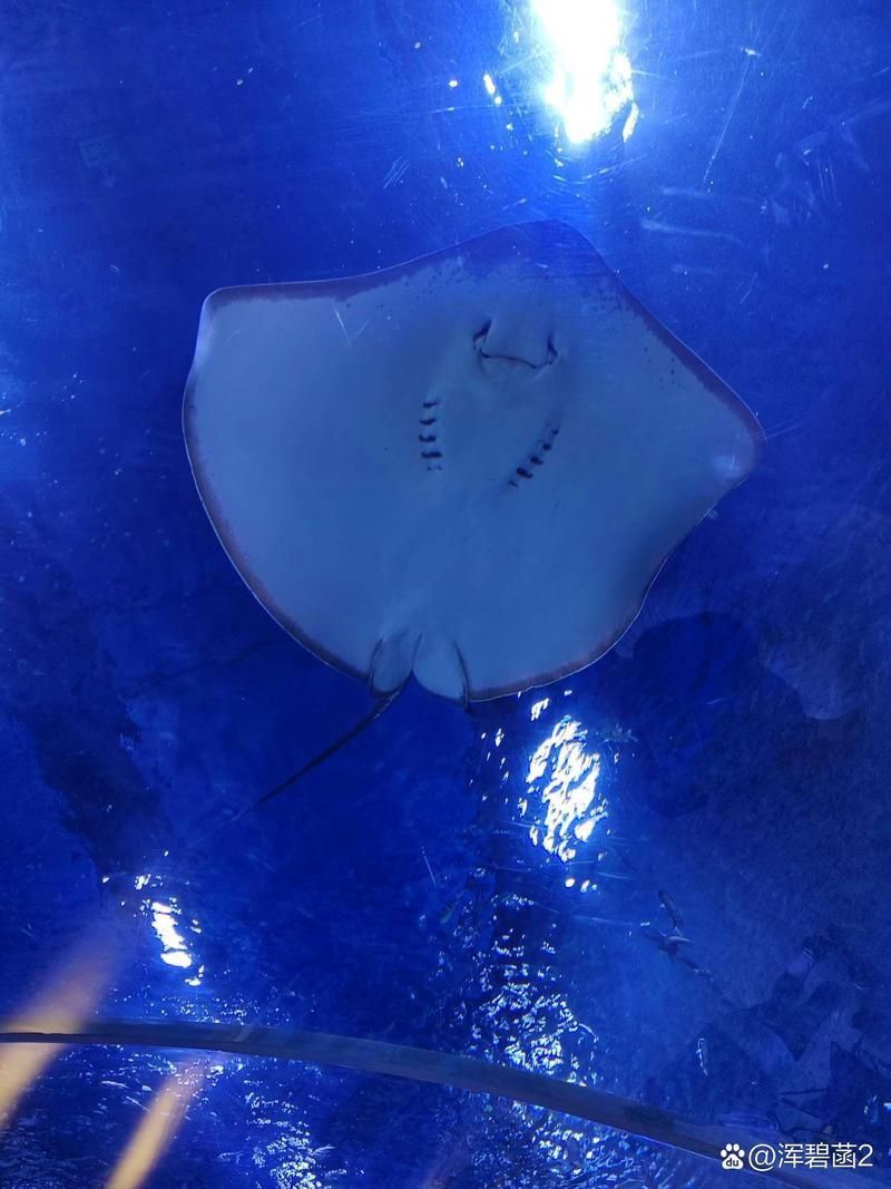 樂清鰩魚圖片