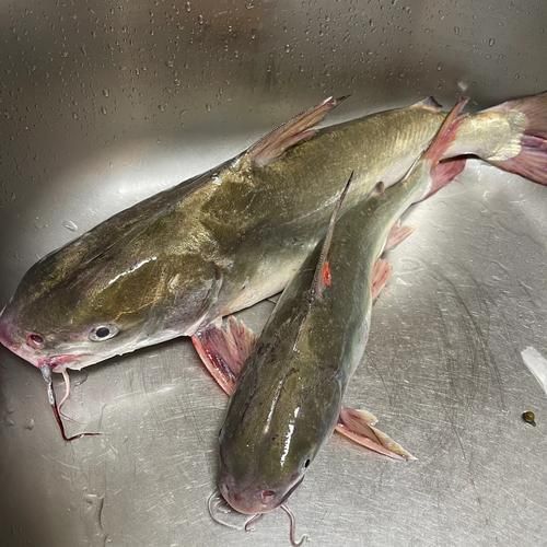 樂清鰩魚圖片